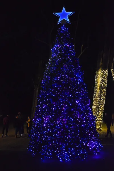 DSC_7088 (Large).JPG